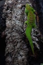 Iguana Royalty Free Stock Photo