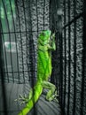 Iguana Royalty Free Stock Photo
