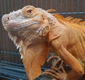 Iguana Waiting for Meal Royalty Free Stock Photo