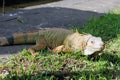 Iguana Walking in Bali Reptile Park Royalty Free Stock Photo