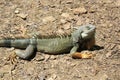 `Iguana` walking Royalty Free Stock Photo