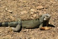 `Iguana` walking Royalty Free Stock Photo