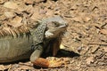 `Iguana` walking Royalty Free Stock Photo