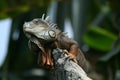 Iguana on the watch Royalty Free Stock Photo