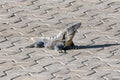 Iguana in the wild. Black spiny-tailed iguana, Black iguana, or Black ctenosaur. Ctenosaura similis. Riviera Maya, Cancun, Mexico. Royalty Free Stock Photo