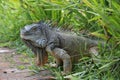 Iguana in the wild, endangered species Royalty Free Stock Photo