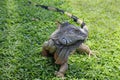 Iguana in the wild, endangered species Royalty Free Stock Photo