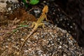 Iguana Jungle Thailand