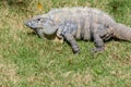 Iguana in the wild. Spiny-tailed iguana, Black iguana, or Black ctenosaur. Natural green grass background. Riviera Maya, Cancun, M Royalty Free Stock Photo