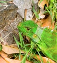 An iguana in the windward islands Royalty Free Stock Photo