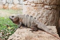 Iguana at Xcaret, Mexico