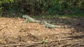Iguanas couple in riverbank of Brazilian Pantanal