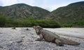 Iguanas at the entrance to the Parque Nacional Isla Cabritos