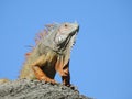 Iguana King of the hill!