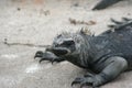 Iguanas Galapagos Islands Royalty Free Stock Photo