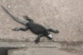 Iguanas Galapagos Islands Royalty Free Stock Photo