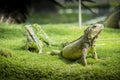 Iguanas of Guayaquil Royalty Free Stock Photo