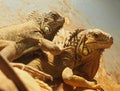 Iguanas In Heraklion Greece Royalty Free Stock Photo