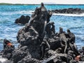 Iguanas at the sea, Galapagos islands Royalty Free Stock Photo