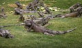 Iguanas at Seminario Park - Guayaquil, Ecuador Royalty Free Stock Photo