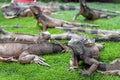 Iguanas in a park