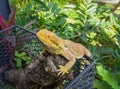 King Ka iguana animal pets park garden forest nature