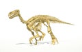 Iguanodon dinosaur full skeleton photo-realistic and scientifically correct.