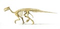 Iguanodon dinosaur full skeleton photo-realistic side view.