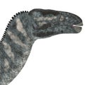 Iguanodon Dinosaur Head Royalty Free Stock Photo