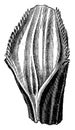 Iguanodon tooth, vintage engraving