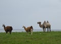 IIama, Lama, Camel Royalty Free Stock Photo