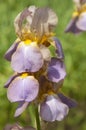 Iiris barbatus flowers