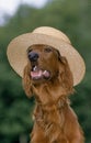 Iirish Setter or Red Setter, Dressed Dog, Wearing Straw Hat Royalty Free Stock Photo