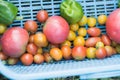 Organic vegetables harvested in iiyama