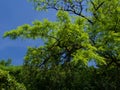 Ij petry, trees in Vorontsovsky park in Crimea, May