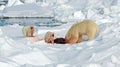 IJsbeer, Polar Bear, Ursus maritimus Royalty Free Stock Photo