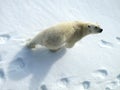 IJsbeer, Polar Bear, Ursus maritimus Royalty Free Stock Photo