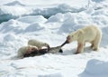 IJsbeer, Polar Bear, Ursus maritimus Royalty Free Stock Photo