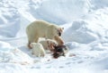 IJsbeer, Polar Bear, Ursus maritimus Royalty Free Stock Photo