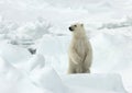 IJsbeer, Polar Bear, Ursus maritimus Royalty Free Stock Photo