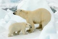 IJsbeer, Polar Bear, Ursus maritimus Royalty Free Stock Photo