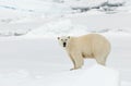 IJsbeer, Polar Bear, Ursus maritimus Royalty Free Stock Photo