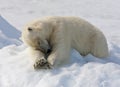 IJsbeer, Spitsbergen; Polar Bear, Svalbard