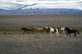 Trotting Icelandic horses.