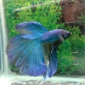 Ikan cupang biru jantan blue betta fish