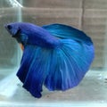 Ikan cupang biru jantan blue betta fish