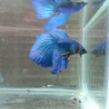 Ikan cupang biru jantan blue betta fish