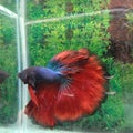 Ikan cupang merah biru jantan red blue betta fish