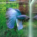 Ikan cupang biru jantan blue betta fish