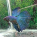 Ikan cupang biru jantan blue betta fish